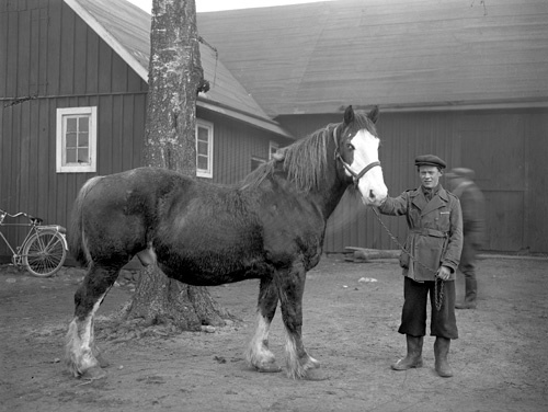 Enok Olsson Ingemar och hästen Mannestad.