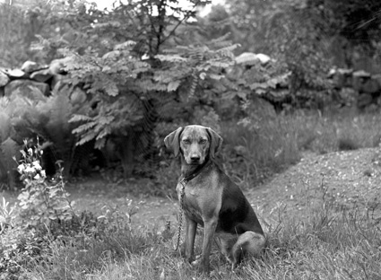 Karl Olsson hunden Hillehaga.