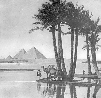 Nillandskap med palmer och pyramiderna vid Gizeh.