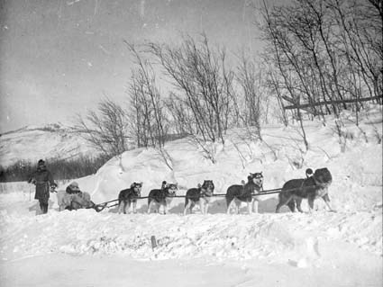 Vintertransport med hundslädar i Klondykeområde...