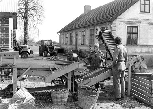 Gårdens folk harpar potatis, Gärds  Köpinge.