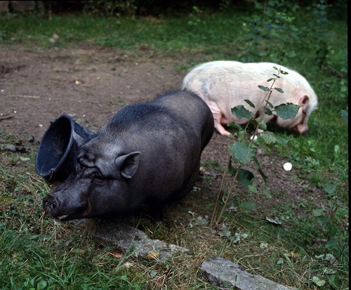 Vietnamesiska hängbuksvin, Wilbur och Pigglety