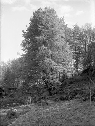 Henning N. träd Arkelstorp.