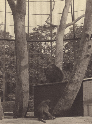 Två filosofer Zoologisk Have Köpenhamn 1913.