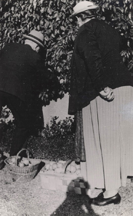 Sept. 1937. Frugten bärgas i Queckfeldtska träd...