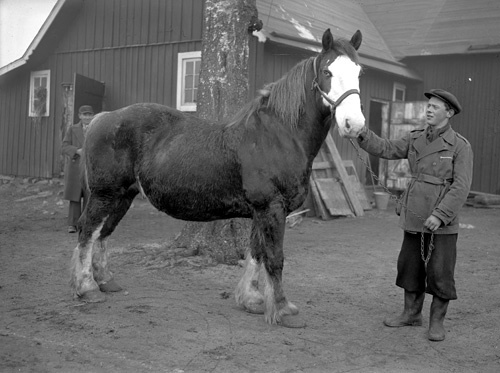 Enok Olsson Ingemar och hästen Mannestad.