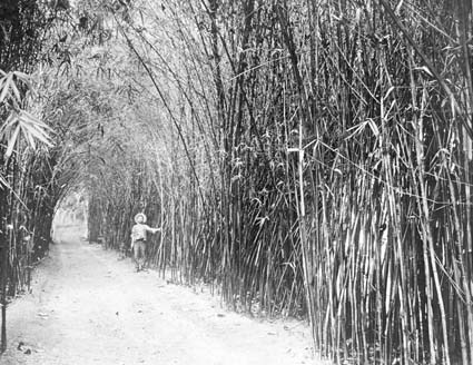 Bambusnår i Chile.