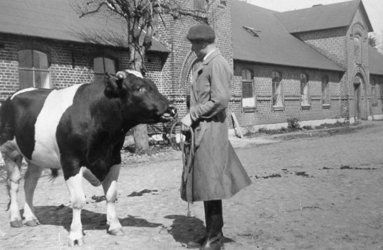 Sten Wessnert förevisar en tjur på Högestad gård.