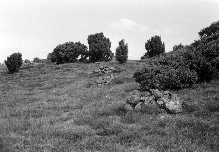 Stenrösen på fäladsmarken söder om 