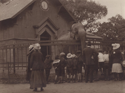 Köpenhamn 1913 Elefanthane i Zoologisk Have. 