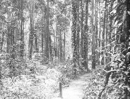 Tropisk regnskog, Östusambara.