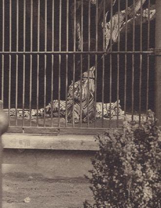 Tigrar Zoologisk Have Köpenhamn 1913.