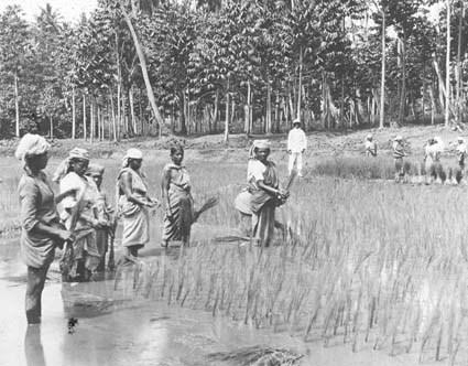 Ris- och kautschukkodling i Indien.