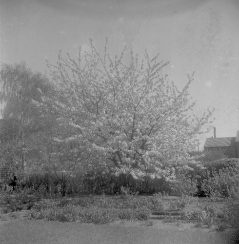 Foto tagna vid Löderup samt Lundéns trä