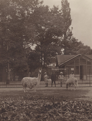 Köpenhamn 1913 Lama i Zoologisk Have. 