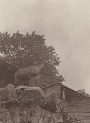 Köpenhamn 1913 Zoologisk have. Stenget.