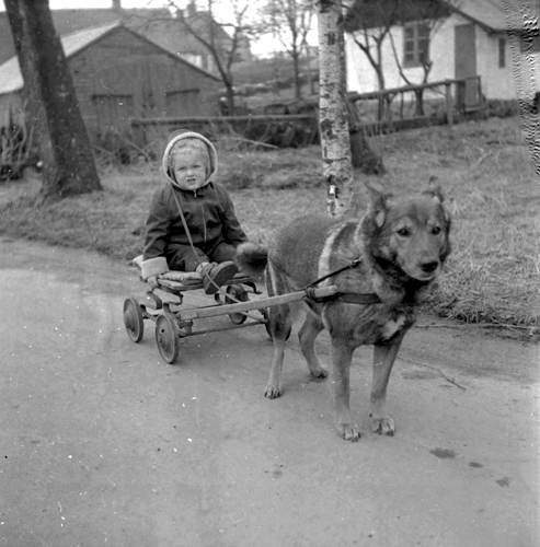 Hund drar barnvagn