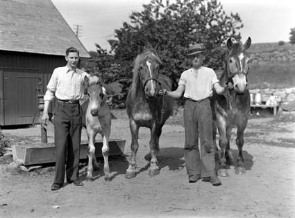 Torsten och Arvid Mattsson och hästarna.