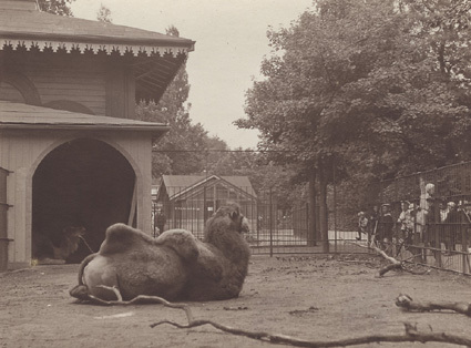 Köpenhamn 1913 Zoologisk have. Drommedar.