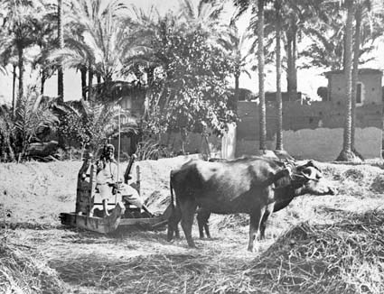Egyptisk trösksläde, dragen av bufflar.