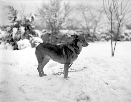 Axel Vesterberg Röetved hunden stående snö.