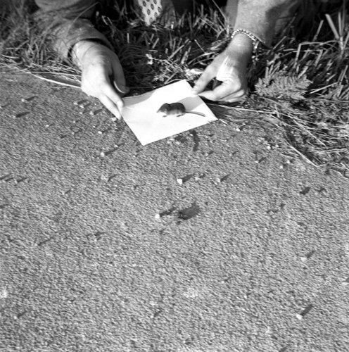 En mus på vägen 1951