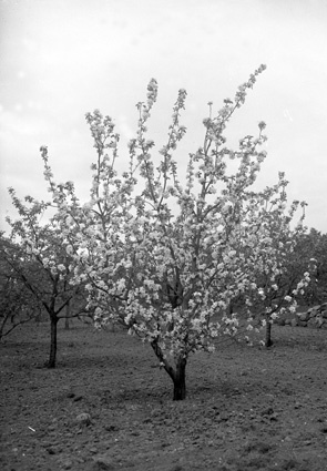 Albert Svenssons blommande fruktträd Vånga.