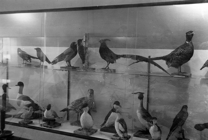Falsterbo museum. Uppstoppade fåglar.