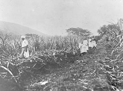 Sockerrörsplantering i Jamaica, Mellanamerika.