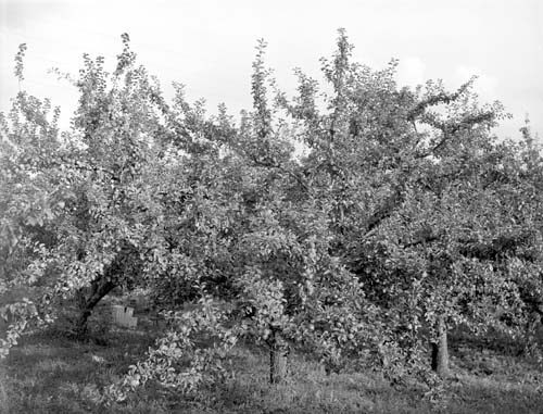 Birger Olssons äppleträd tvär Arkelstorp.
