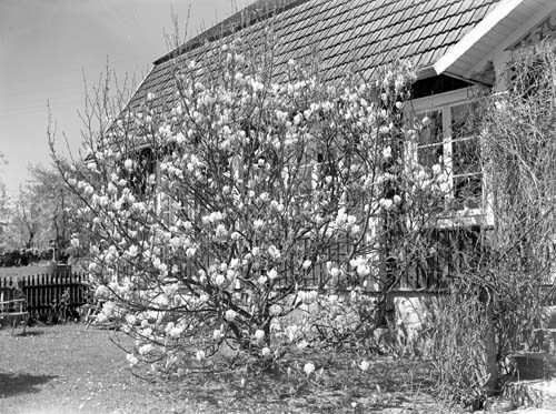 Bondessons blommande buske Snäckestad.