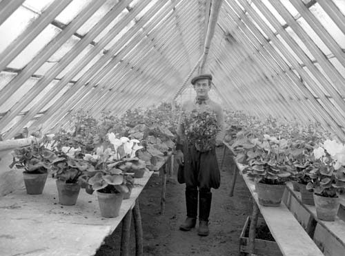 Hans Olsson i växthuset m blommor Vånga.