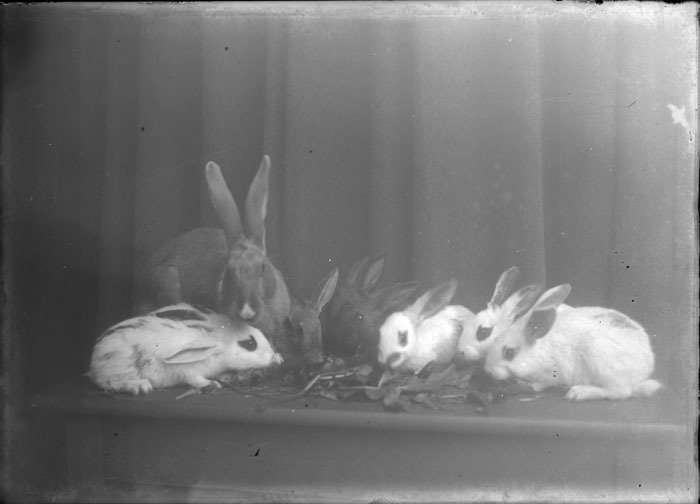 Våra kaniner.