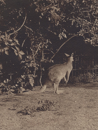 Känguru Zoologisk Have Köpenhamn 1913.