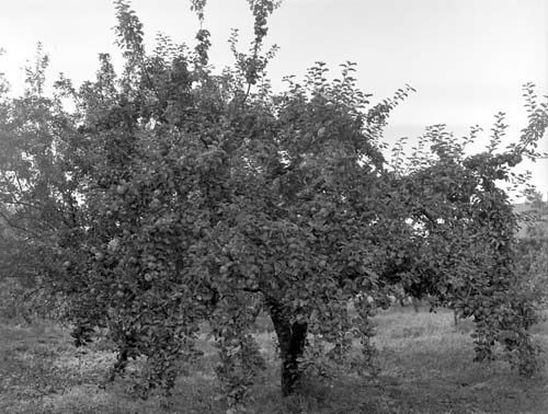 Birger Olssons äppleträd tvär Arkelstorp.