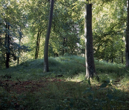 Skogen kring Maltesholm