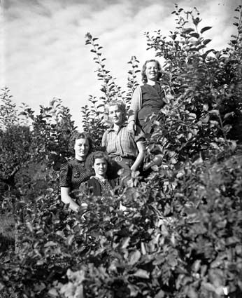Plockare Solvig, Ingeborg, Ebba o Maja Helmershus.