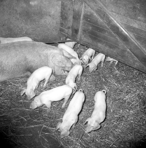 Sugga får 27 grisar.