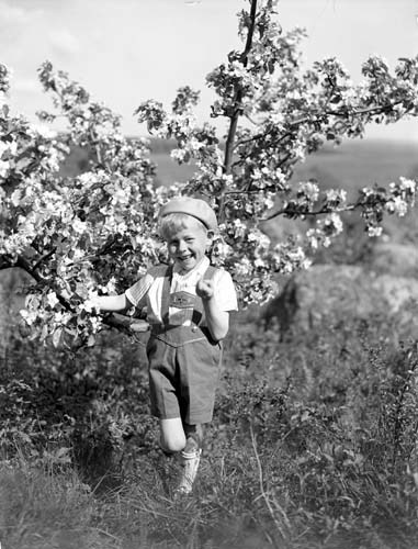 Georg Haraldsson vid äppleträd (till Harald J.)...