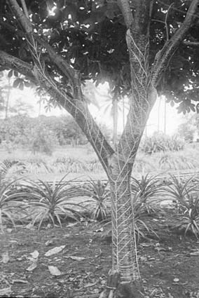 Kautschukträd tappas, Kamerun.