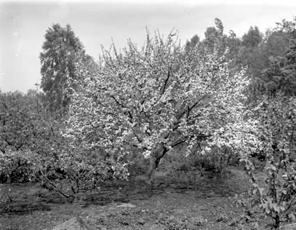 Asks Kaffatorp blommande äppleträd.