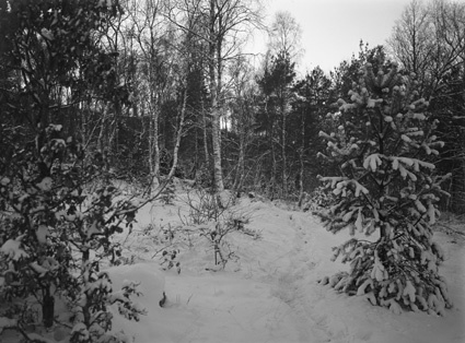 Snömotiv i skogen Staversvad.