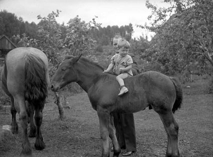 Frida Johanssons pojk på häst Staversvad.