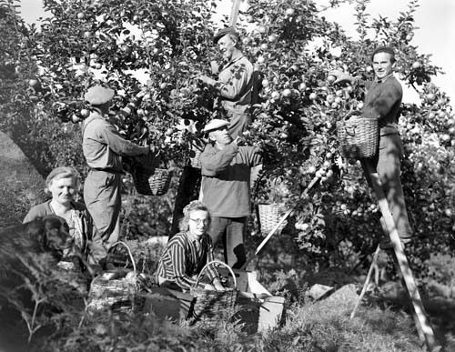 Bernt Jönsson äppelplockare grupp, Furustad.