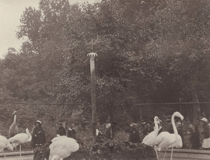 Köpenhamn 1913 Flamingo i Zoologisk Have.