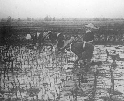 Arbete på risfältet (plantor sättas), Japan.