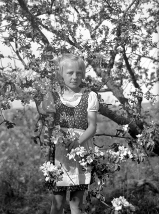 Margareta Eriksson i äppleträd Stubbaryd.