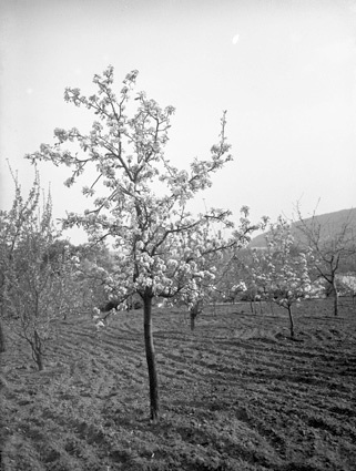 Albert Svenssons blommande fruktträd Vånga.