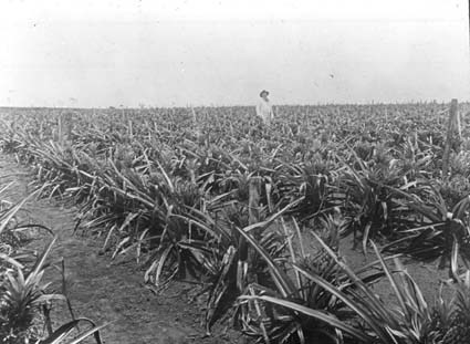 Ananasfält, Uruguay.