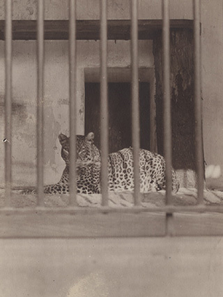 Jaguar Zoologisk Have Kopenhamn 1913. 
